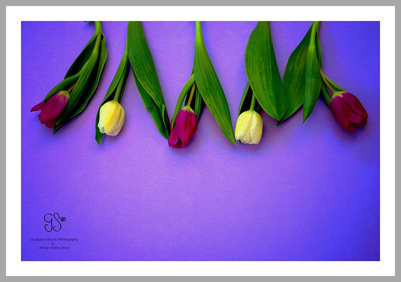 Tulips day