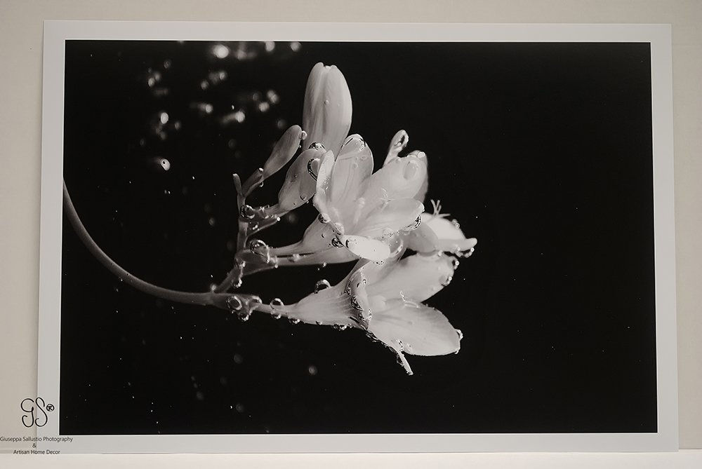 Scent of freesia. Black and white photo (cm 45 x cm 30) Print on Ilford Galerie Smooth Pearl (310gsm) Paper