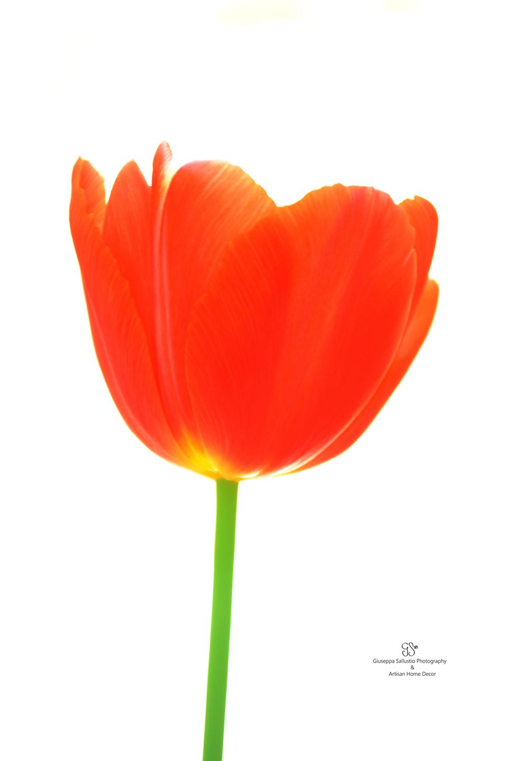Tulip Earth Day